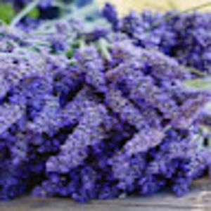 Meet your Posher, Brandi